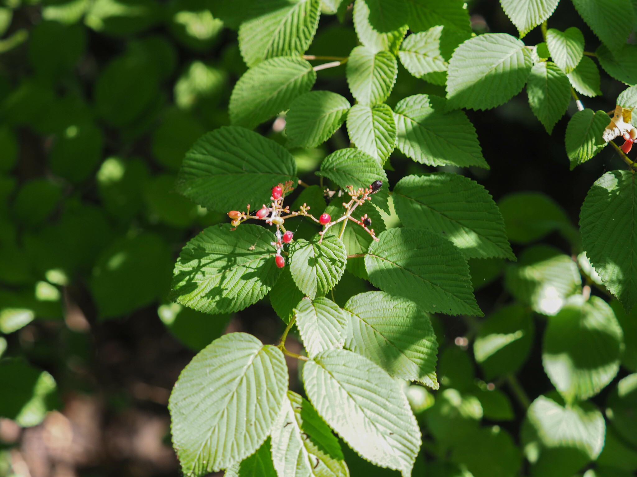 Viburnum plicatum berries